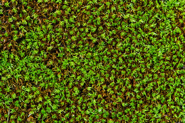 closeup Stone overgrown with moss