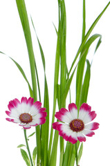 Fototapeta na wymiar Beautiful pink flowers and green grass