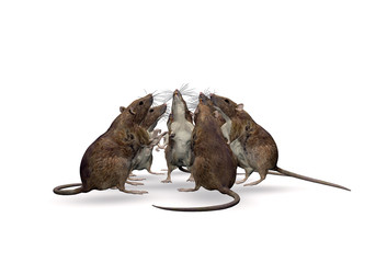 A 3D rendered group Of Rats waiting for something isolated on a white background