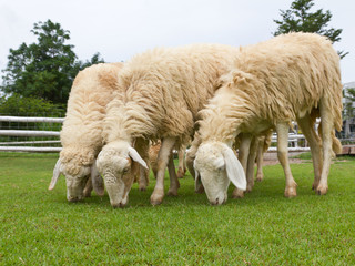 Sheep grazing fresh green grass on farm