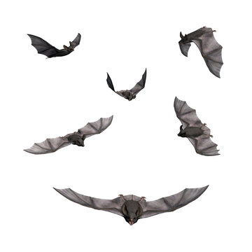 6 Bats Flying
