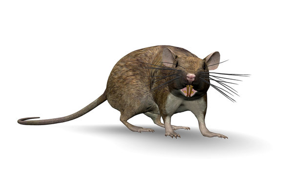 3D Render of a Fat Rat