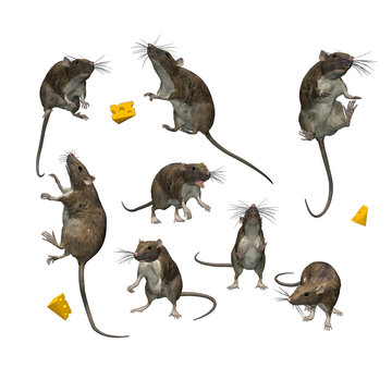 A set of 8 Rats in various poses isolated on a white background