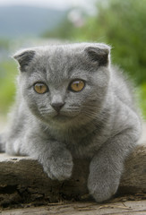 small gray cat