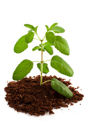 Medicinal holy basil leaves over white background