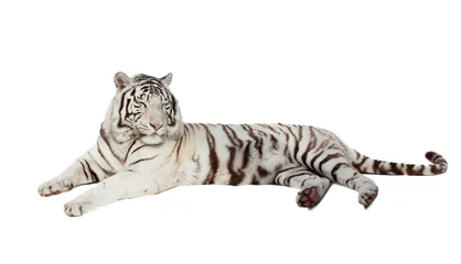 Papier Peint photo autocollant Tigre tigre blanc couché. Isolé sur blanc