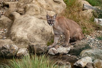 Puma Sitting on Rocks