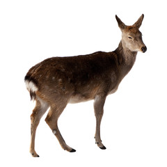 Female of  Deer. Isolated over white