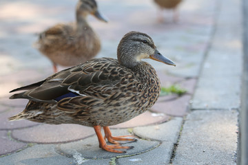 Ducks