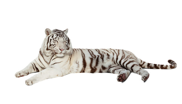 lying white tiger. Isolated  over white