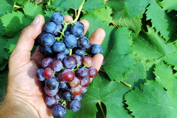 man hand with a red grapes in the vineyard