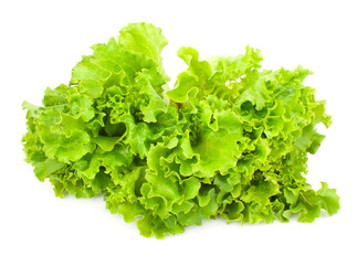 Green leaves of lettuce salad