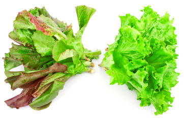Green leaves of lettuce salad