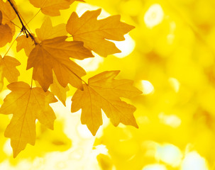 Autumn Background