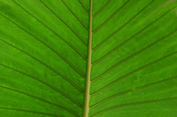 green leaf