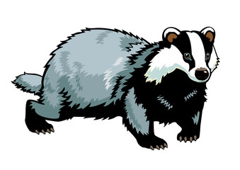 standing Eurasian badger on white © insima