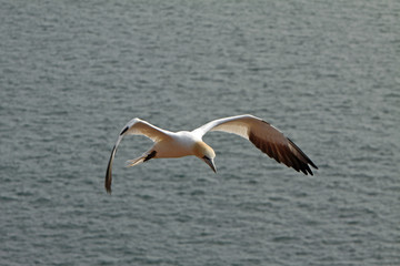 Basstölpel am Vogelfelsen auf Helgoland