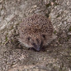 Hedgehog Hampshire, England, United Kingdom.