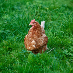 Buff orpington cross breed chicken.