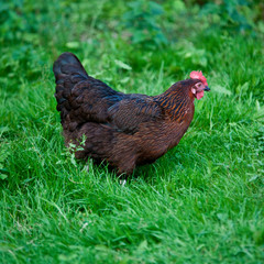 Rhode Island Red chicken on grass.