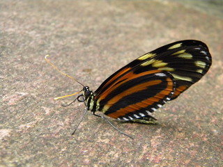 Fototapeta na wymiar Butterfly on a stone