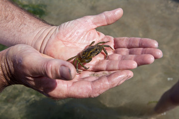 Common Shore Crab 
