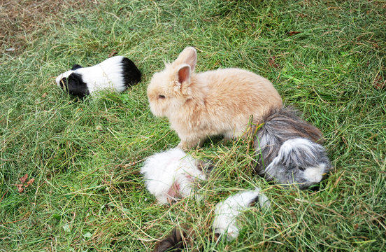 Meerschweinchen und zwerghase