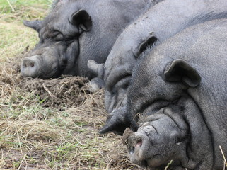 Drei schlafende Hängebauchschweine