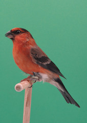 CARPODACO  MESSICANO