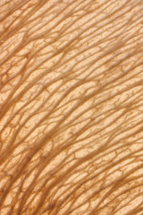 texture maple seed