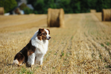 Ausralian shepherd dog at the countryside