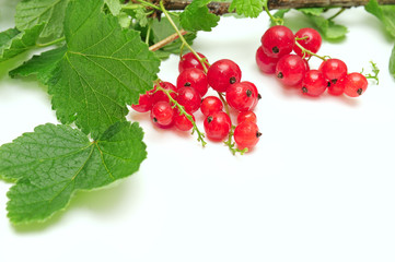 red currant isolated on white background