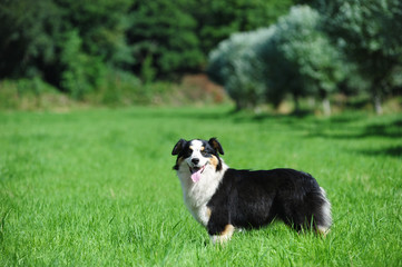 Ausralian shepherd dog at the countryside