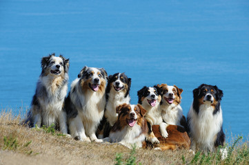 Seven ausralian shepherd dogs in front of the seascape