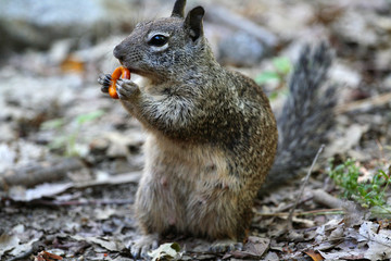 Squirrel on the ground, wildlife