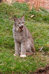 Lynx relaxing on the grass, zoo shot