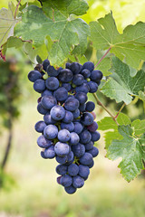 Fototapeta premium grappolo di uva matura Barbera, Piemonte, Italia