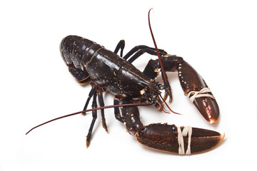 Fresh lobster (European Common)