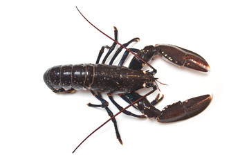 Fresh Lobster on a white background.