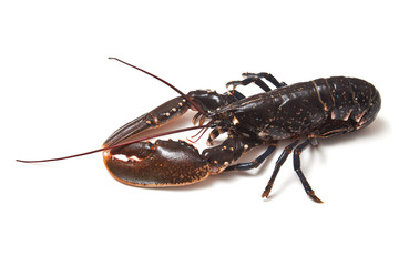 Lobster isolated on a white studio background.