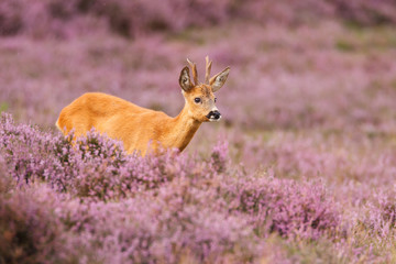 roe deer © Pim Leijen