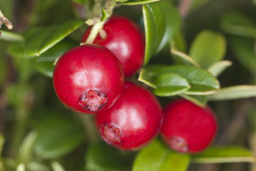 Cowberry on twig, macro photo