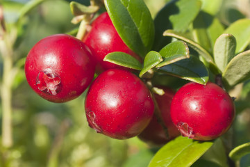 Cowberry on twig, macro photo