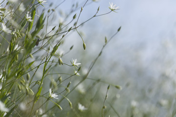 Common stitchwort, Stellaria graminea