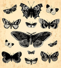 Plakat Motyle