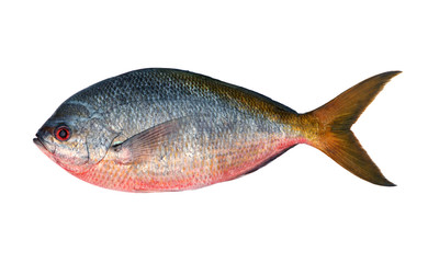 Yellowtail fusilier fish isolated on white background