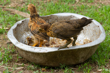 Young chickens standing in a metal bowl