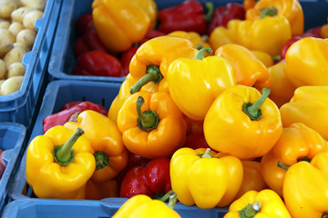 gelbe paprika