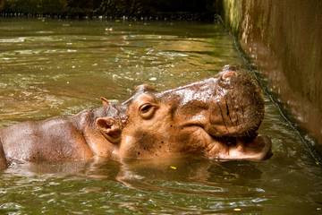 Fototapeta na wymiar uśmiechać hipopotama