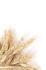 Barley on white background